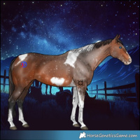 Horse Color:Bay Tobiano Frame 