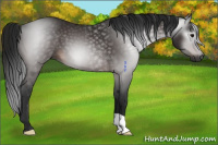 Horse Color:Gray Bay 