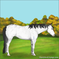 Horse Color:White Spotted Brown Appaloosa 