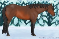 Horse Color:Brown 