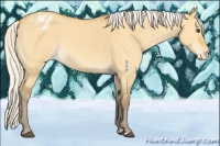 Horse Color:Silver Buckskin Dun Appaloosa 