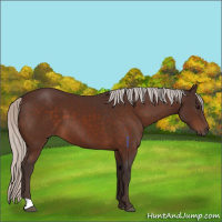 Horse Color:Silver Bay 