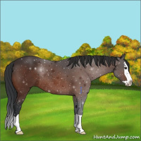 Horse Color:Brown Splash Rabicano 