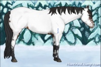 Horse Color:Brown Appaloosa 