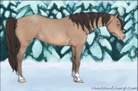 Horse Color:Amber Champagne Tobiano