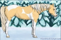 Horse Color:Palomino Sabino Tobiano