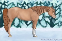 Horse Color:Gold Champagne 