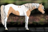 Horse Color:Gray Cremello Tobiano