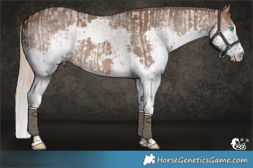 Horse Color:Red Roan Splash  and Silver Brown Dun Splash 