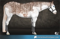 Horse Color:Red Roan Splash  and Silver Brown Dun Splash 