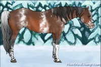 Horse Color:White Spotted Brown Tobiano 