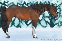 Horse Color:Brown Tobiano 
