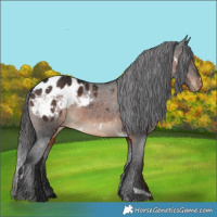 Horse Color:White Spotted Brown Blanket 
