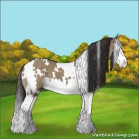 Horse Color:White Spotted Smoky Grullo Splash 
