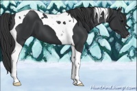 Horse Color:Black Tobiano 
