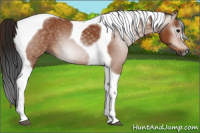 Horse Color:Gray Bay Tobiano 