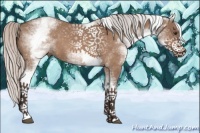 Horse Color:White Spotted Silver Brown Dun 