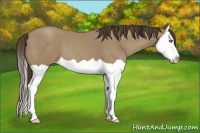 Horse Color:Classic Champagne Splash