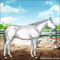 Horse Color:Gray White Spotted Bay 
