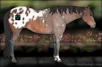Horse Color:Bay Appaloosa 