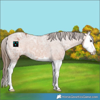 Horse Color:Bay Ice Splash Appaloosa