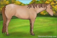 Horse Color:Bay Pearl 
