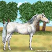 Horse Color:Watercolor White Spotted Liver Red Dun Ice Splash Brindle 