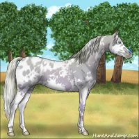 Horse Color:Watercolor White Spotted Cremello Dun Splash Appaloosa 