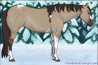 Horse Color:Liver Red Dun Tobiano Rabicano 