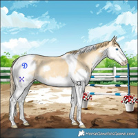 Horse Color:Chestnut Splash Tobiano 