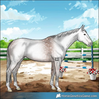 Horse Color:Gray Bay 
