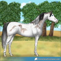 Horse Color:Brown Dun Mushroom Sabino Splash Tobiano Brindle
