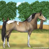 Horse Color:Buckskin Dun Mushroom Sabino Tobiano Rabicano 