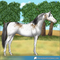 Horse Color:White Spotted Buckskin Dun Mushroom Tobiano Brindle