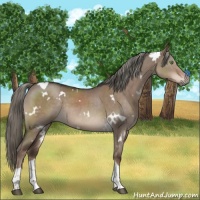 Horse Color:White Spotted Liver Red Dun Mushroom Tobiano Rabicano 
