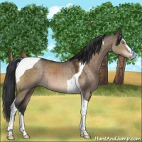 Horse Color:Brown Dun Mushroom Sabino Tobiano 