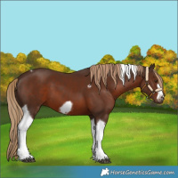 Horse Color:Liver Chestnut Tobiano Frame 