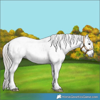Horse Color:Gray Brown Blanket 