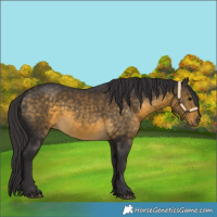 Horse Color:Buckskin 