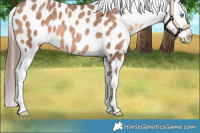 Horse Color:Amber Champagne Appaloosa 