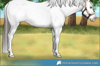Horse Color:White Spotted Liver Chestnut Appaloosa