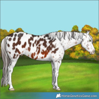 Horse Color:Brown Appaloosa