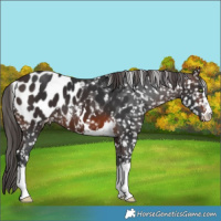 Horse Color:Brown Appaloosa