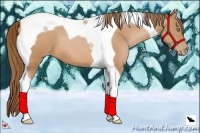 Horse Color:Bay Pearl Tobiano 