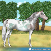 Horse Color:Watercolor White Spotted Chocolate Palomino Pearl Tobiano 