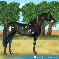 Horse Color:White Spotted Midnight Brown Onyx 