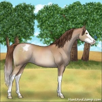 Horse Color:Bay Pearl Splash Appaloosa 