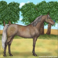 Horse Color:Silver Brown Dun Appaloosa 