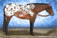Horse Color:Bay Appaloosa 