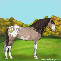 Horse Color:Bay Roan Dun Splash Frame Appaloosa Rabicano 